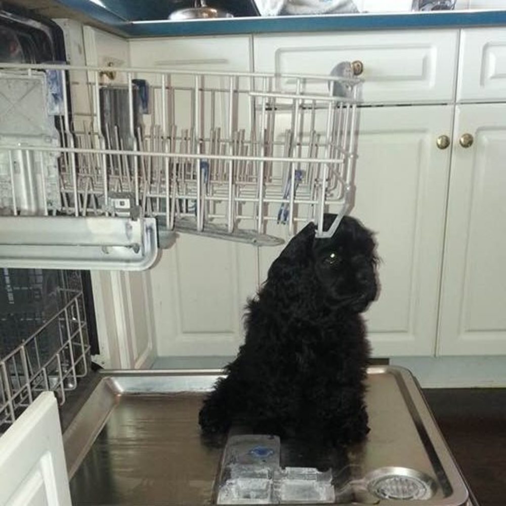 Meet your Posher, Joy